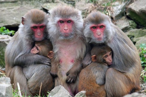 Alpha Genesis Monkeys Receive Royal Treatment Throughout Hurricane Dorian