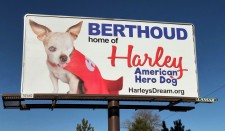 Harley Billboard in Berthoud, CO