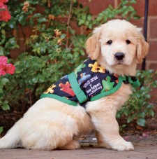 Service Dog-In-Training