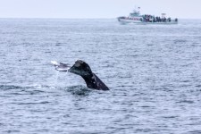 Whale Watching Tours San Diego