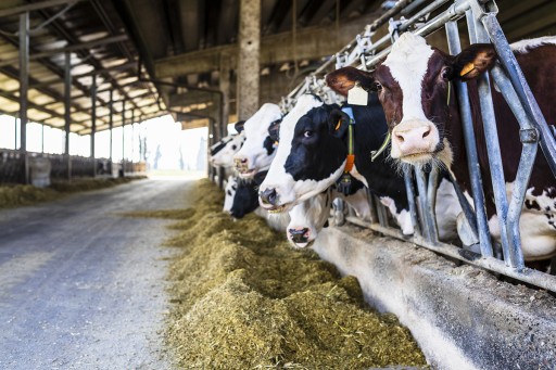 U.S. Gain Expands Investment in Dairy Industry
