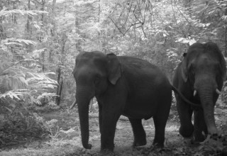 Asian elephants in Royal Belum National Park