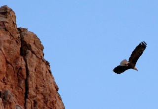 Eagle in Flight Over Verde Canyon Railroad