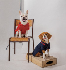 Tommy Hilfiger dogs