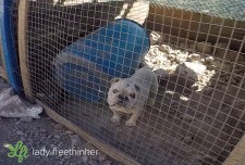 Dog in cage from Lady Freethinker's investigation