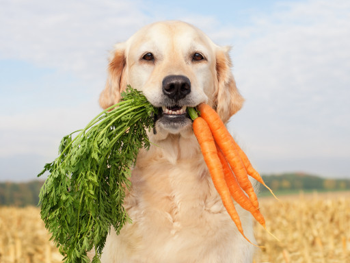 Veganuary for Pets