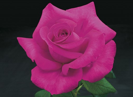 Weeks Roses Introduces Seven New Rose Varieties for Spring 2017
