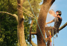 Tree services