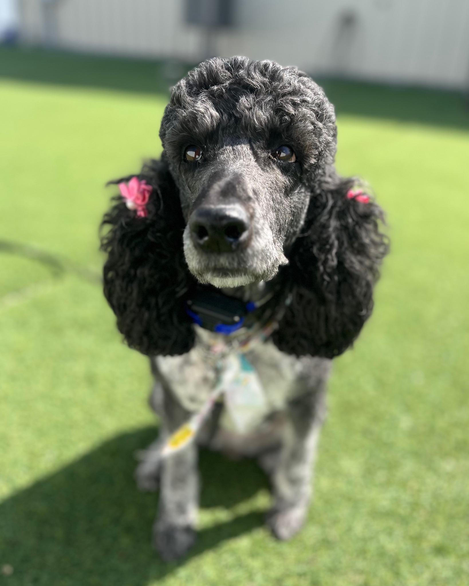 Whoodle