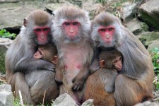 Alpha Genesis Rhesus Monkeys