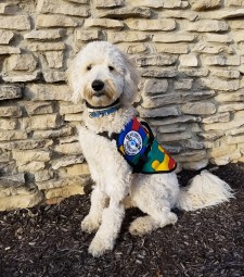 Chelsea, a labradoodle Autism Service Dog, has already received thousands of hours of training