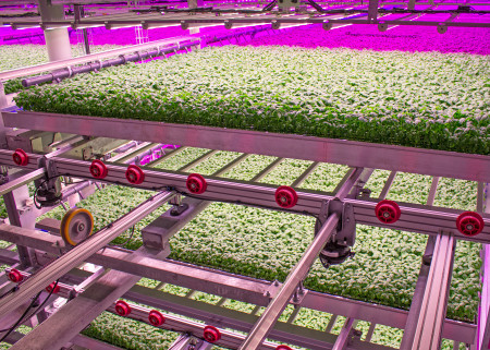 Basil Grows in an 80 Acres Farms® Facility