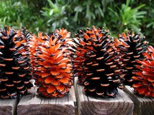 Painted Pinecones from Florida