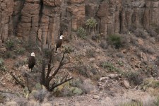Pair of Bald Eagles Seen From Verde Canyon Railroad