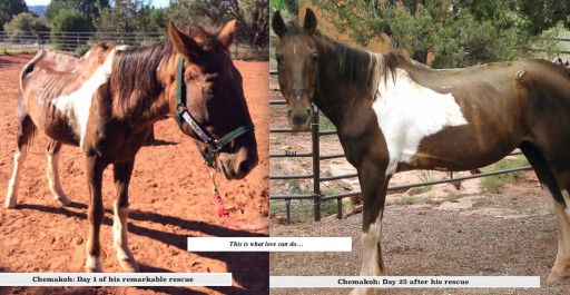 Stop Animal ViolencE Launches Campaign to SAVE Havasu Horses