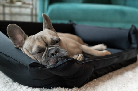 Discover NIGHT Silk Pet Bed