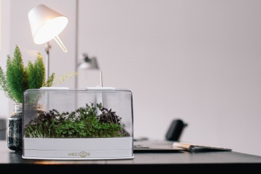 Helios Seeks Funding for a Step in Sustainable Food With Microgreens