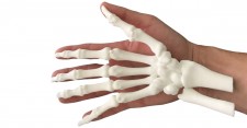 Hand Bone Structure 3D-Printed Model