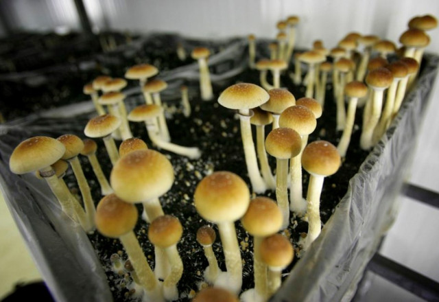 Oregon becomes first state to legalize psychedelic mushrooms - oregonlive.com