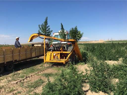 Triminator Releases a Whole-Plant CBD Hemp Harvesting Solution
