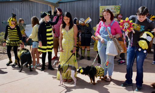 Popular Honeybee Festival Has New Name, Venue