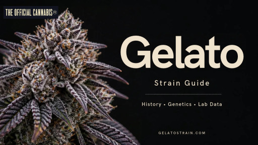 Gelato Strain Guide Examines Numbered Cuts, Reported Lineage and Historical Lab Data