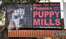 Puppy Mill Awareness Billboard in Loveland, CO
