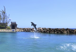 Dolphin Cove - Ochos Rios