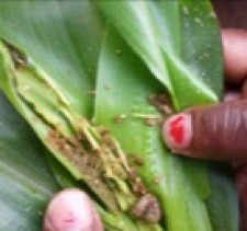 Fall army worm damage to Maize