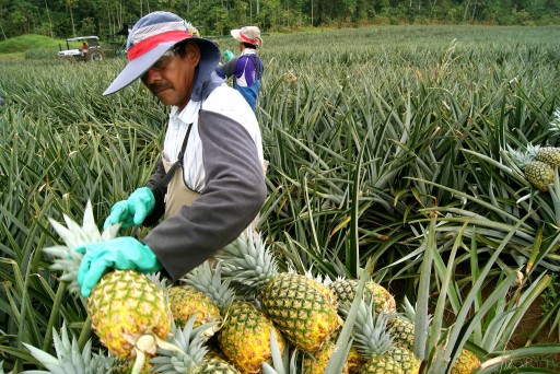 Buyers of Costa Rican Pineapples Can Now Guarantee a Deforestation-Free Commodity to Their Customers Around the World