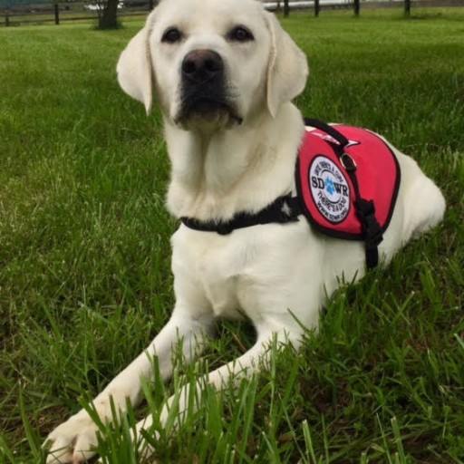Service Dogs by Warren Retrievers Delivers Diabetic Alert Service Dog to Child in Rockwell City, Iowa