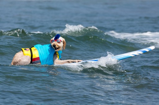 Top Dogs at Unleashed by Petco Imperial Beach Surf Dog Competition