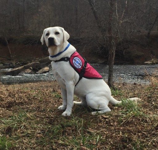 Service Dogs by Warren Retrievers Delivers Diabetic Alert  Service Dog to Child in Apalachin, NY