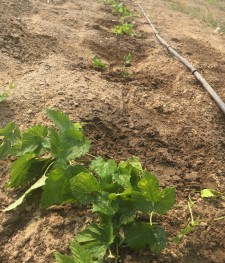 First Hop Plant To Go In The Ground
