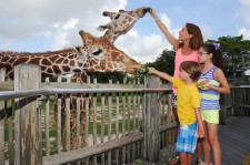 Zoo Miami giraffe feeding station