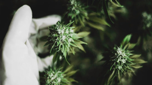 CBD Life Sciences Inc. (CBDL) Announces Company Will Exhibit at the NECANN Cannabis Conference in Atlantic City, NJ