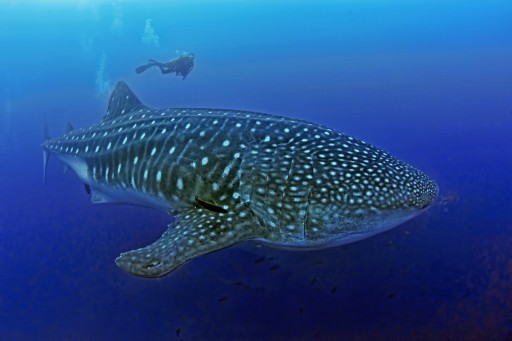 A New Kind of Diving Opportunity With the Whale Shark Expert Jonathan R. Green