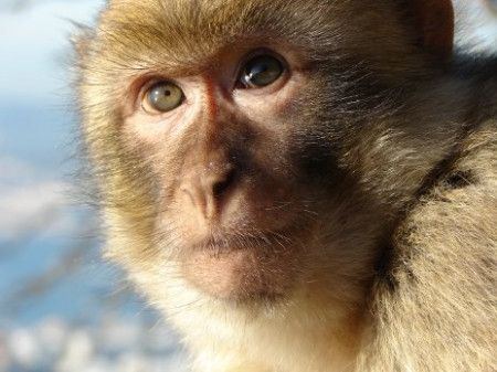 A cynomolgus macaque, one of the species of non-human primates at AGI.