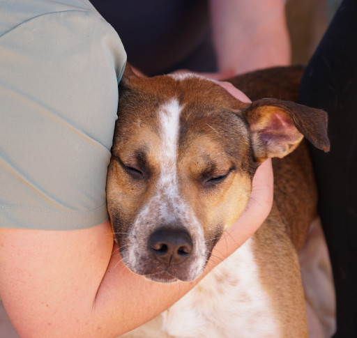 Alaqua Animal Refuge Seeks Public Support for Animals Displaced by Hurricane Milton Despite National Assistance