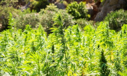 History in the Making: Hemp Growers in Arizona at Forefront of the Next Generation Cash Crop