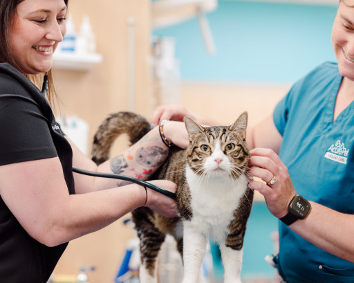 AcutePet Urgent Care Arrives in Solon, Deepening Its Commitment to Caring for Ohio’s Pets and Families