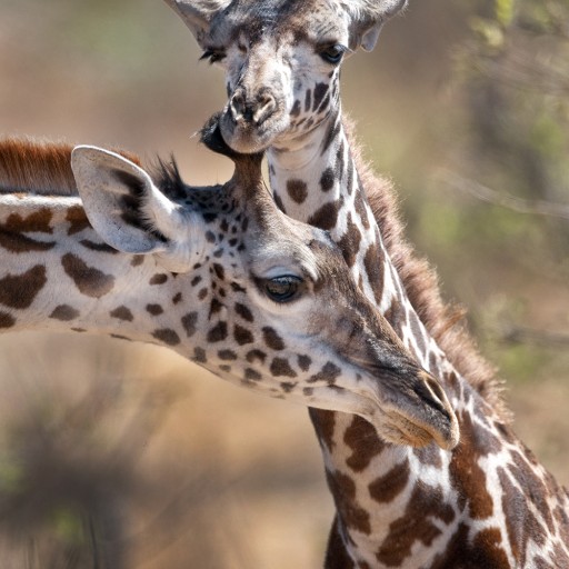 Toys'R'Us® and African Wildlife Foundation Join Forces to Promote Conservation Education in Celebration of World Giraffe Day