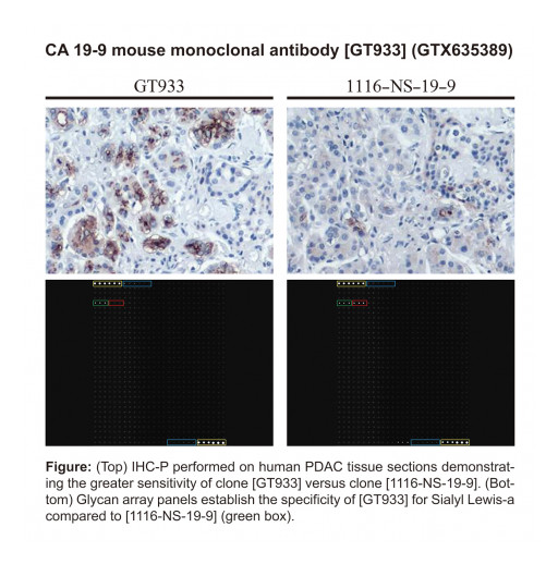 GeneTex Launches Novel Glycan Array-Validated CA 19-9 Antibody