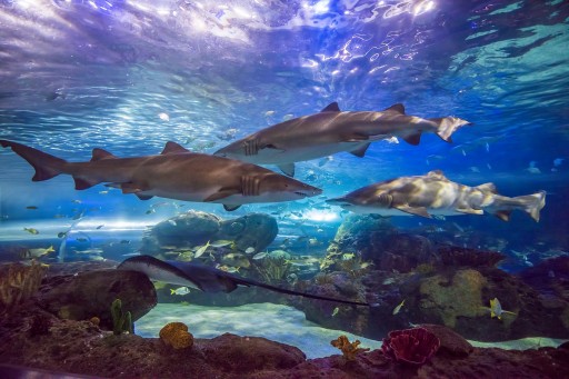 Ripley's Aquarium Becomes First Attraction in Canada to Be Designated a Certified Autism Center