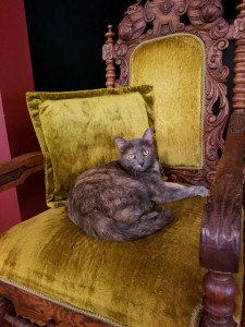 Miss Kitty, Resident Feline at Lilly Schoolhouse