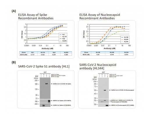 GeneTex Releases High-Affinity Recombinant Monoclonal Antibodies to Accelerate SARS-CoV-2 Research