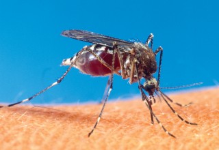 Mosquito Biting Human Skin