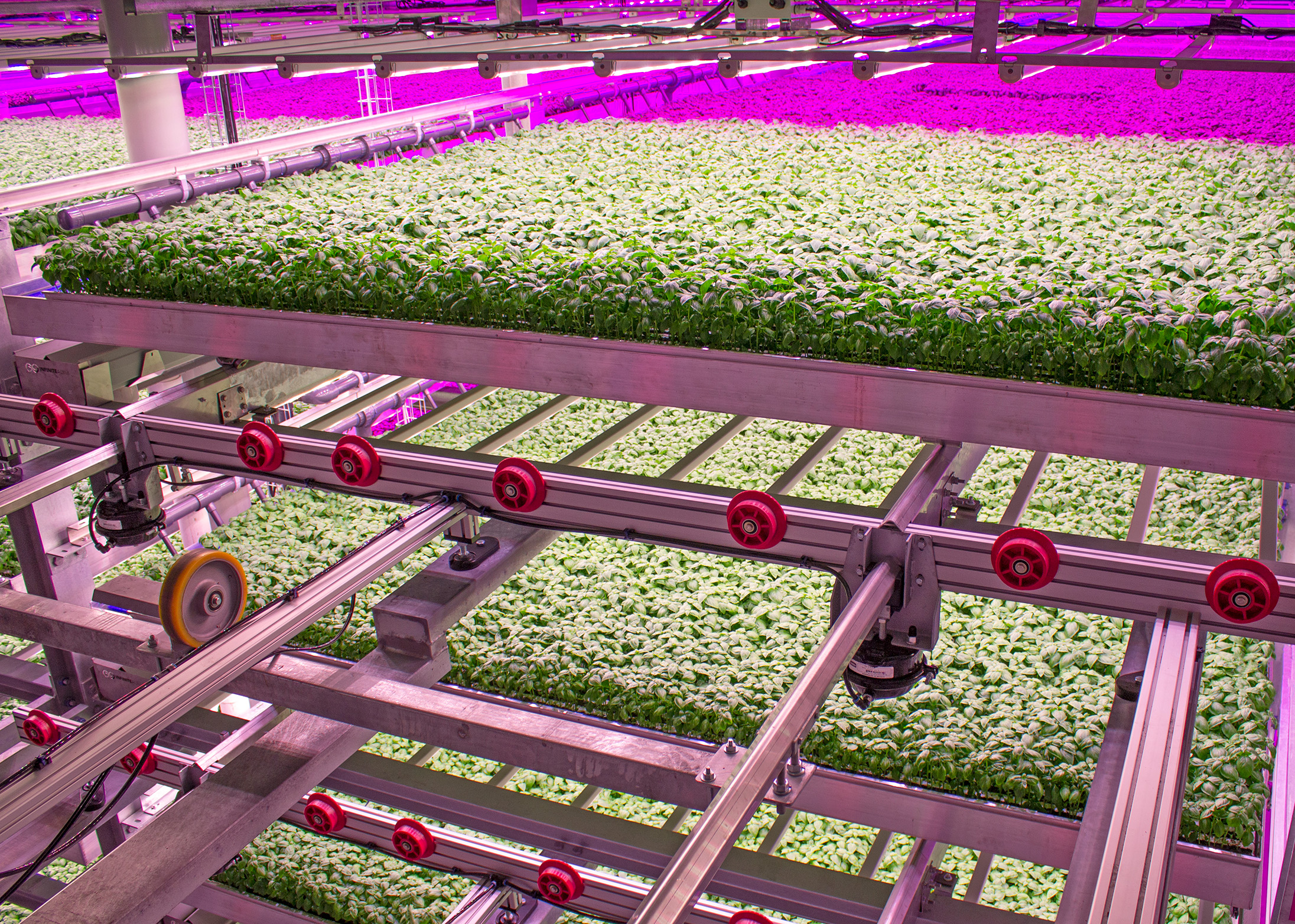 Basil Grows in an 80 Acres Farms® Facility