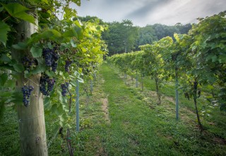 Grape Vines at Bethel Valley Farms Vineyard