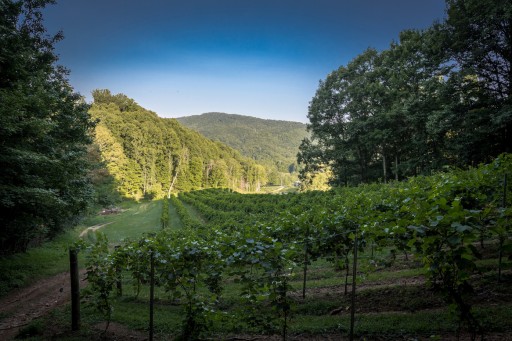 Bethel Valley Farms and Vineyard Hits the Market
